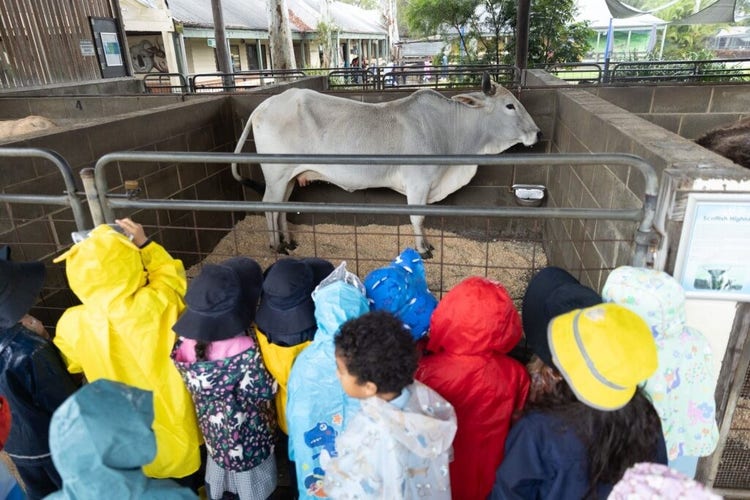 1 of 9 images: A cow in a pen:View full sized image